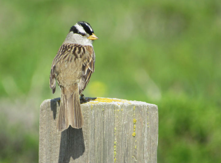 White-crowned Sparrow